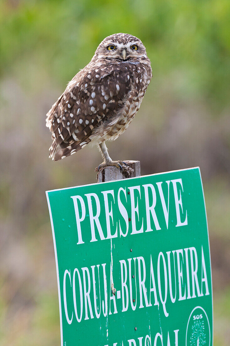  Burrowing owl sitting on a sign reading - Protect the Burrowing Owl, Bombinhas, Santa Catarina, Brazil 