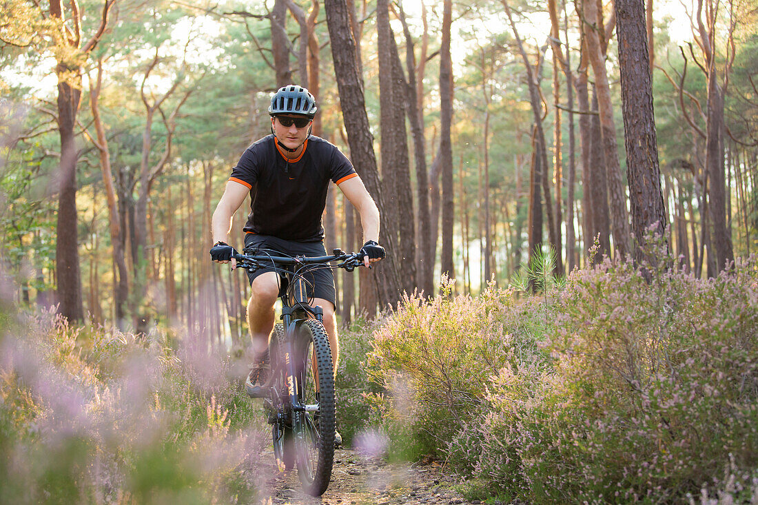  Mountain bikers in the Palatinate Forest, Neustadt an der Weinstraße, Rhineland-Palatinate, Germany 