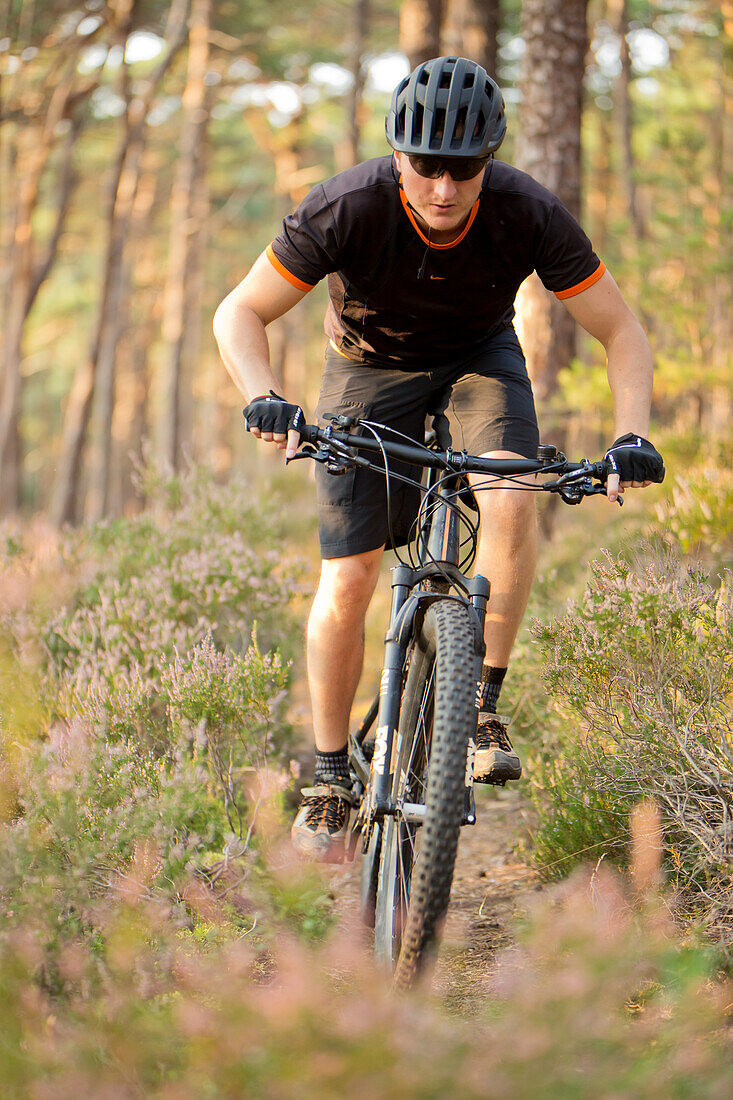  Mountain bikers in the Palatinate Forest, Neustadt an der Weinstraße, Rhineland-Palatinate, Germany 