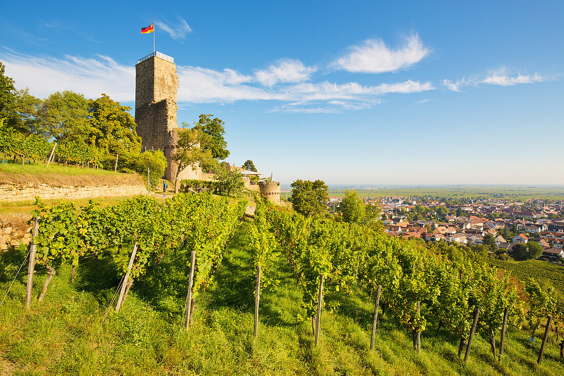  The Wachtenburg in autumn with vineyards, Wachenheim an der Weinstraße, Rhineland-Palatinate, Germany 