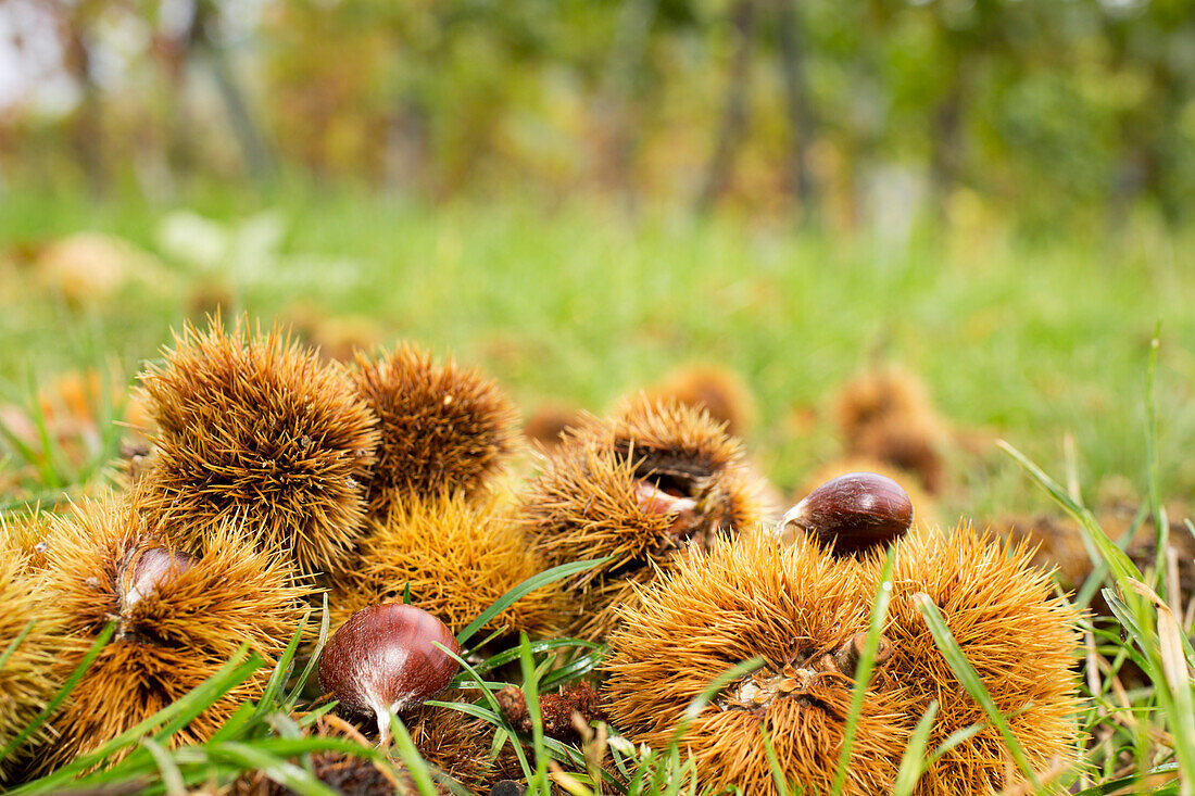  Ripe chestnuts lie on the ground in front of a vineyard; Maikammer; Rhineland-Palatinate; Germany 