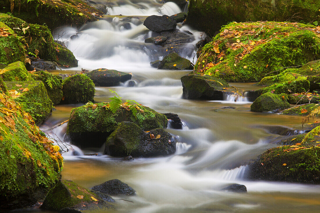  The Moosalbe in the Karlstalschlucht in autumn, Trippstadt, Rhineland-Palatinate, Germany 