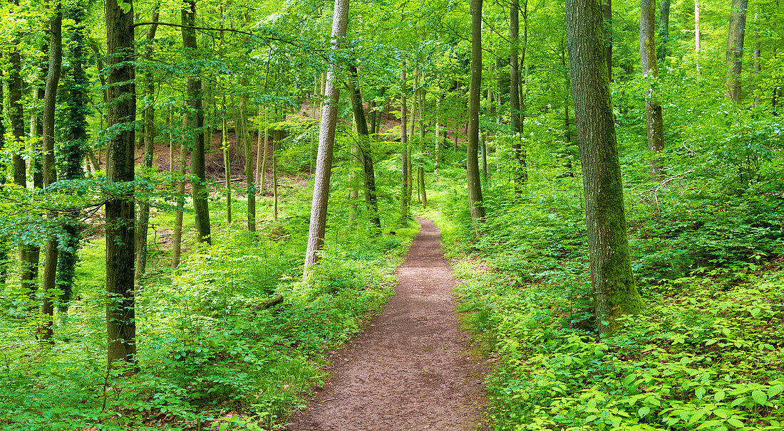 Auf dem Pfälzer Weinsteig bei Eschbach, Rheinland-Pfalz, Deutschland