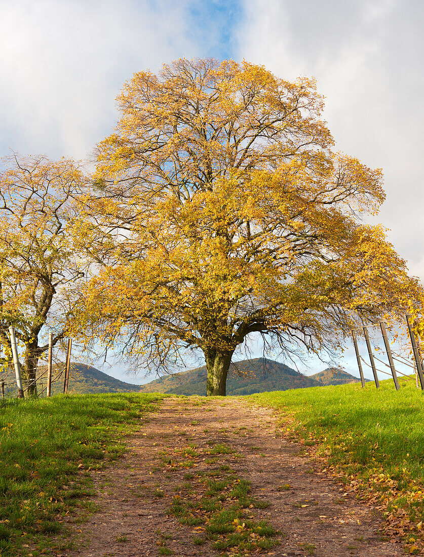  Autumnal tree in the vineyards of Ilbesheim near Landau, Rhineland-Palatinate, Germany 