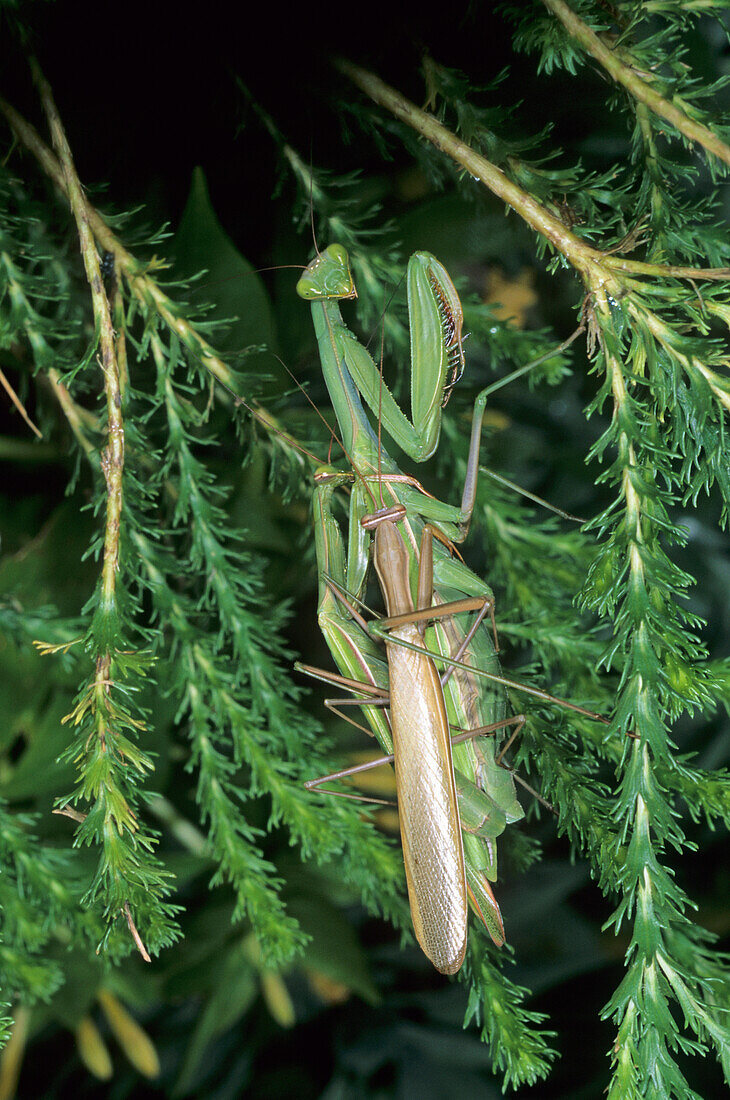 Europäische Gottesanbeterin (Mantis Religiosa) erwachsenes Weibchen mit zwei Männchen