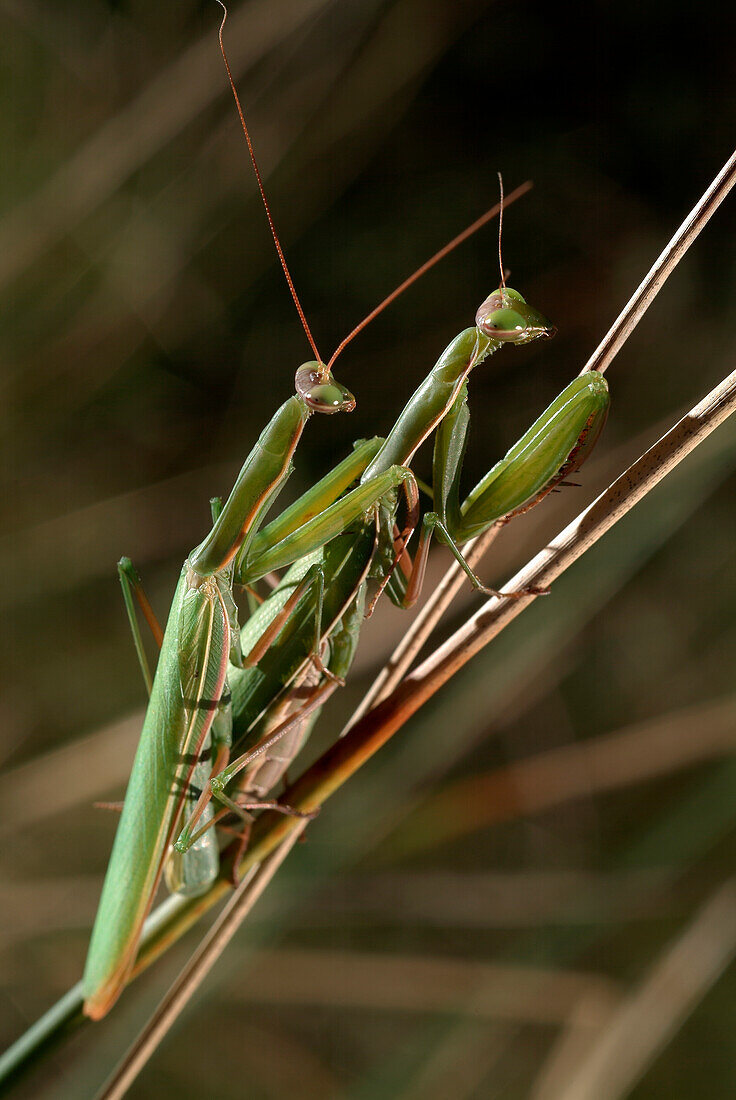 Europäische Gottesanbeterin (Mantis Religiosa) Paarung, Europa