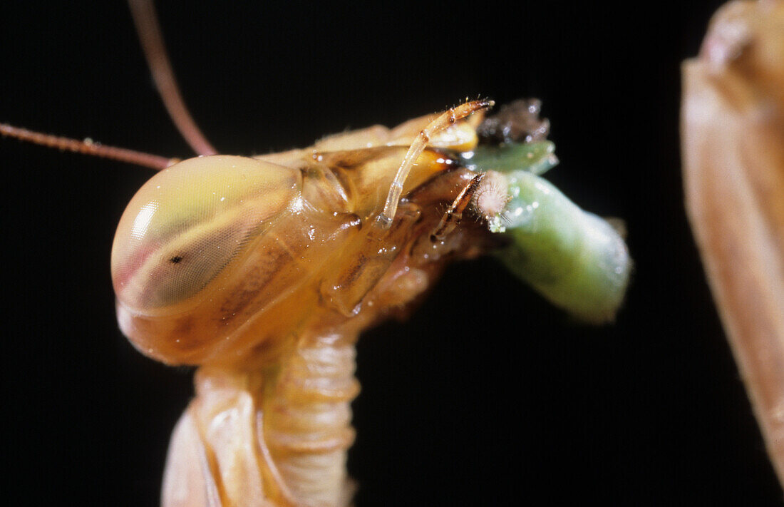 Europäische Gottesanbeterin (Mantis Religiosa) Erwachsener, Kopf, Fütterung