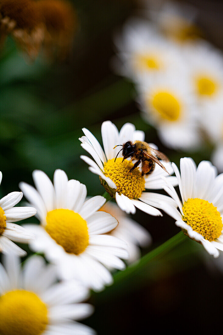  Bee (Anthophila) sucking nectar from the flower of a daisy (Leucanthemum), Jena, Thuringia, Germany 