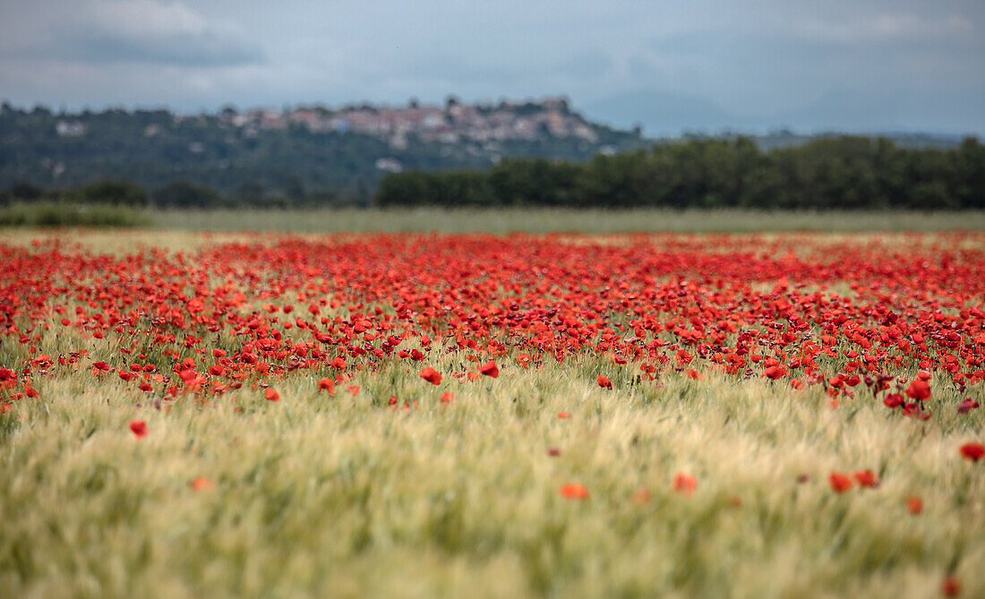 Mohnfeld in der Provence in Frankreich