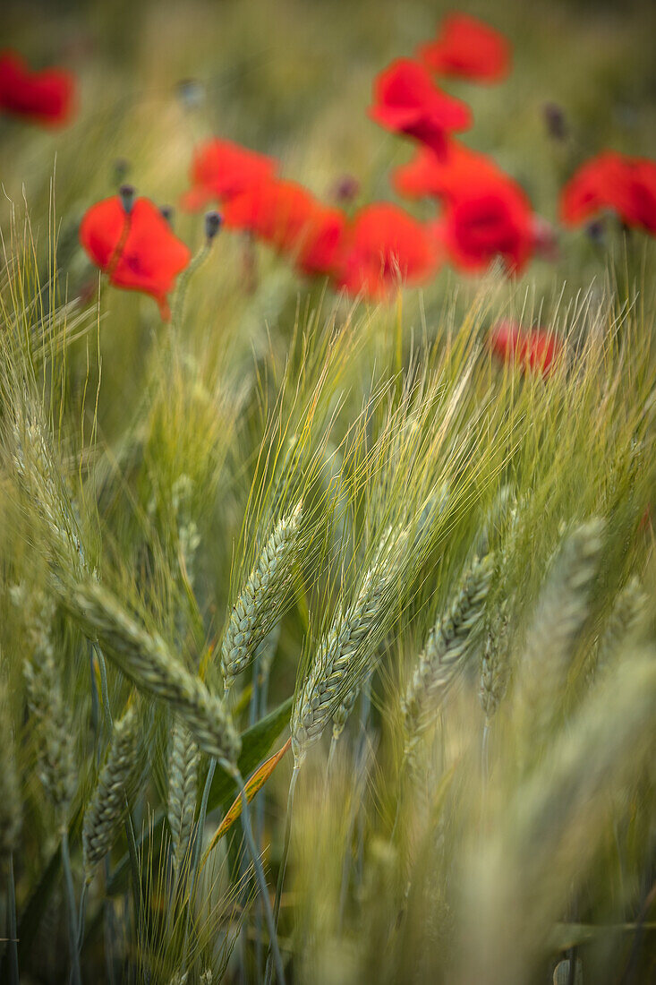 Mohnfeld in der Provence in Frankreich