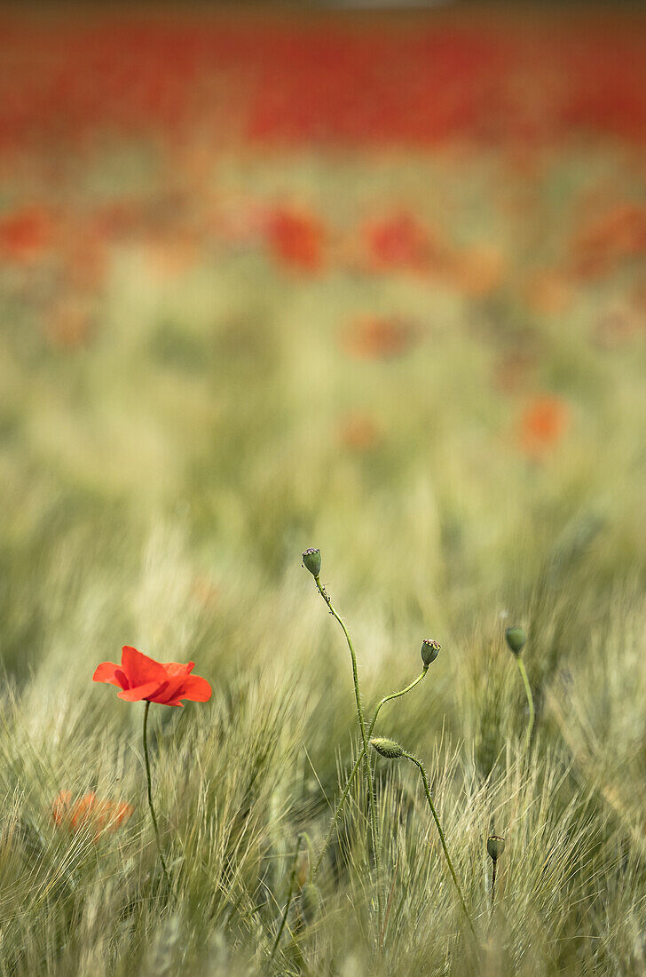  Poppy field in Provence in France 