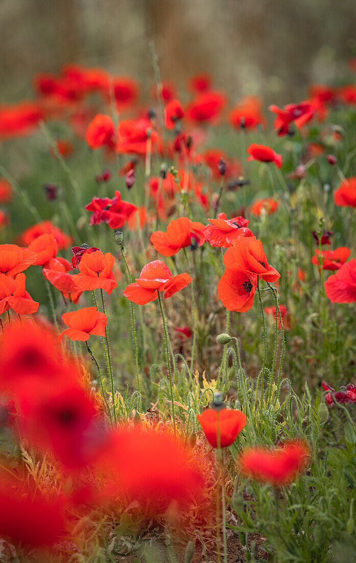  Poppy field in Provence in France 