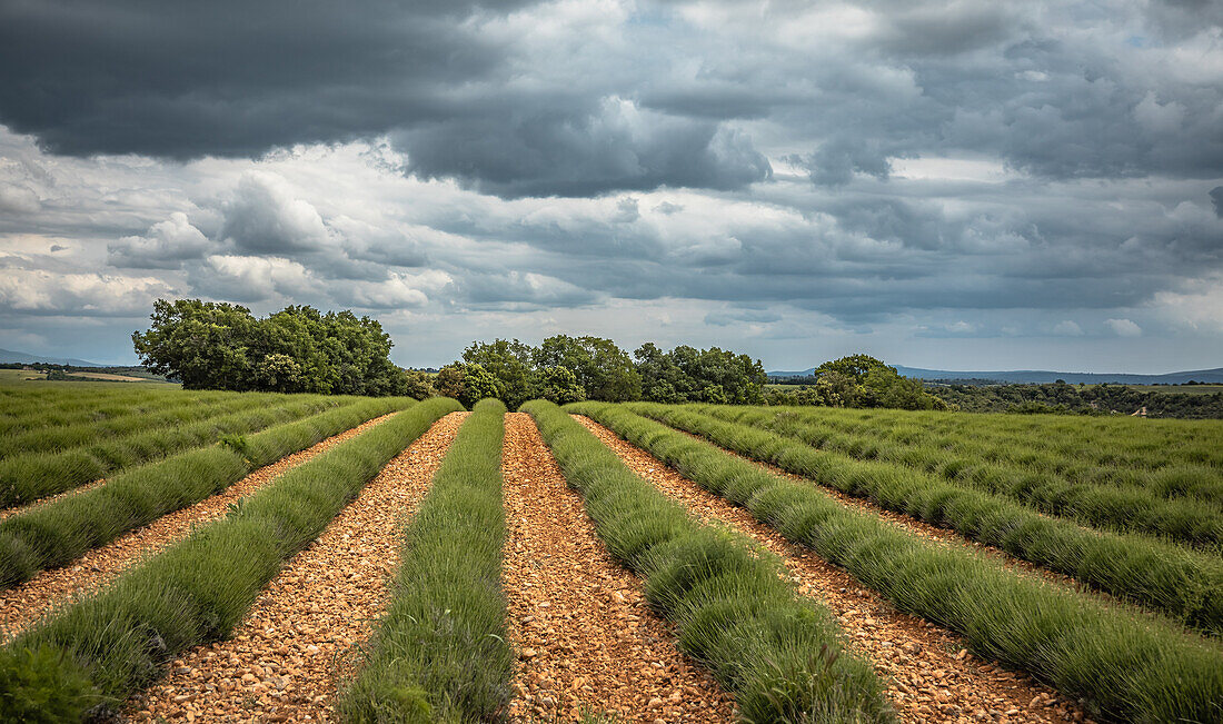 Das noch nicht blühende Lavendel-Feld in Provence, Frankreich