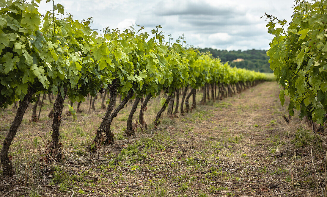  Wine-growing region in Provence, France 