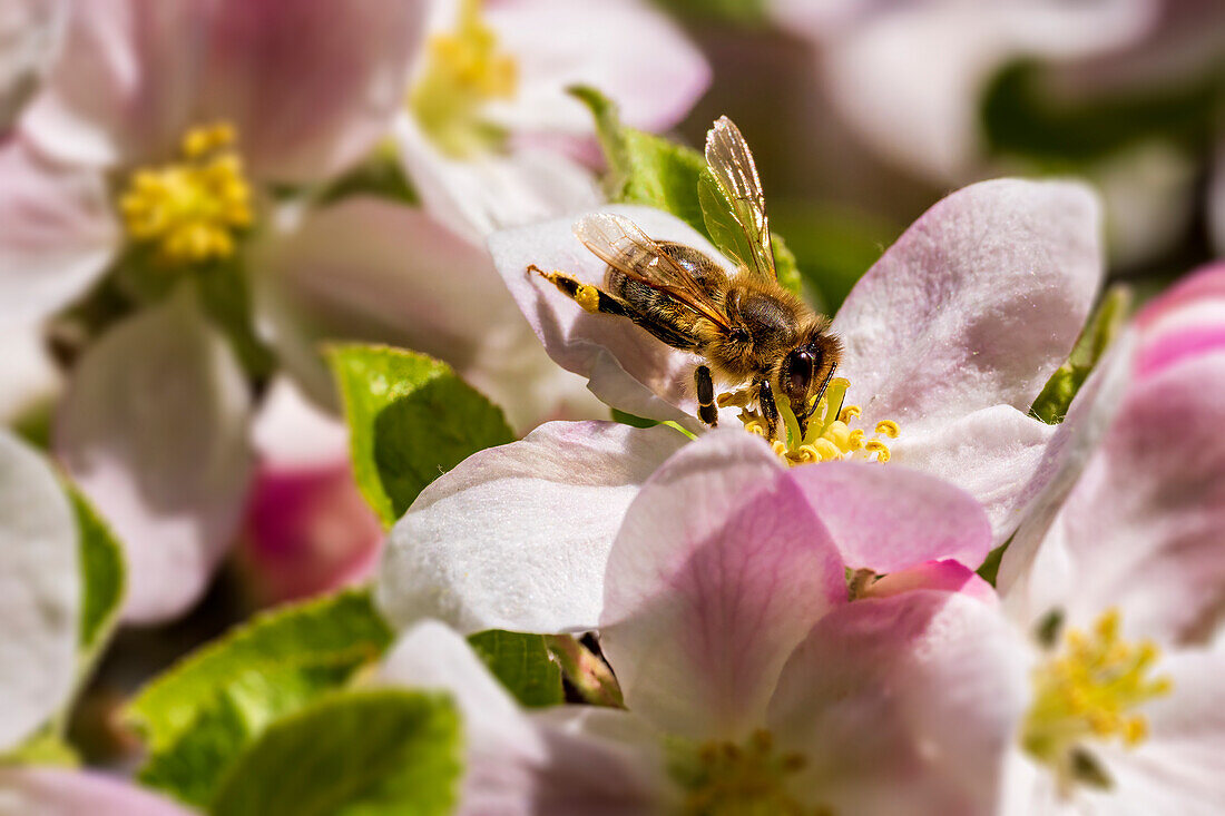 Biene in einer Apfelblüte, Bayern, Deutschland