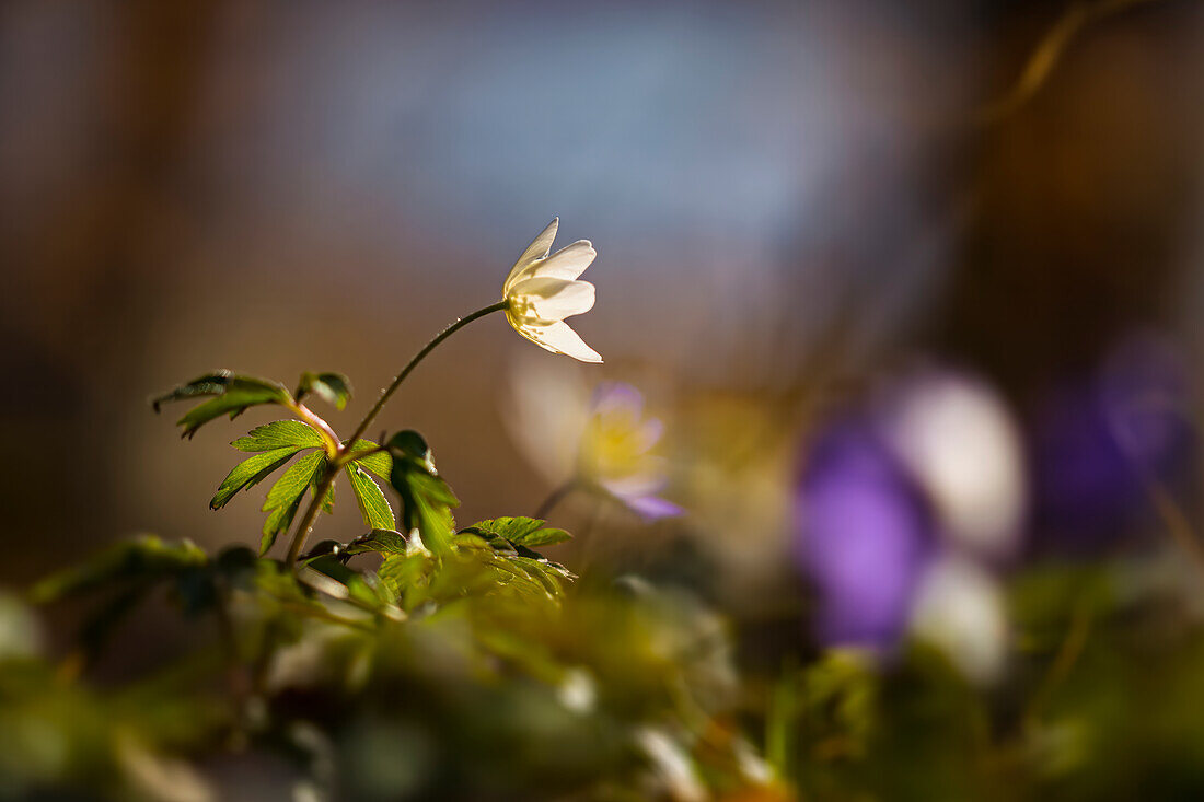  Wood anemone in sunny spring forest, Bavaria, Germany  