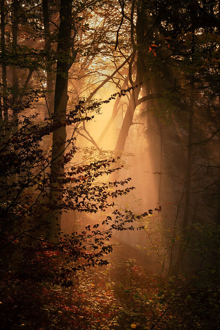 Morgennebel in einem herbstlichen Buchenwald, Bayern, Deutschland