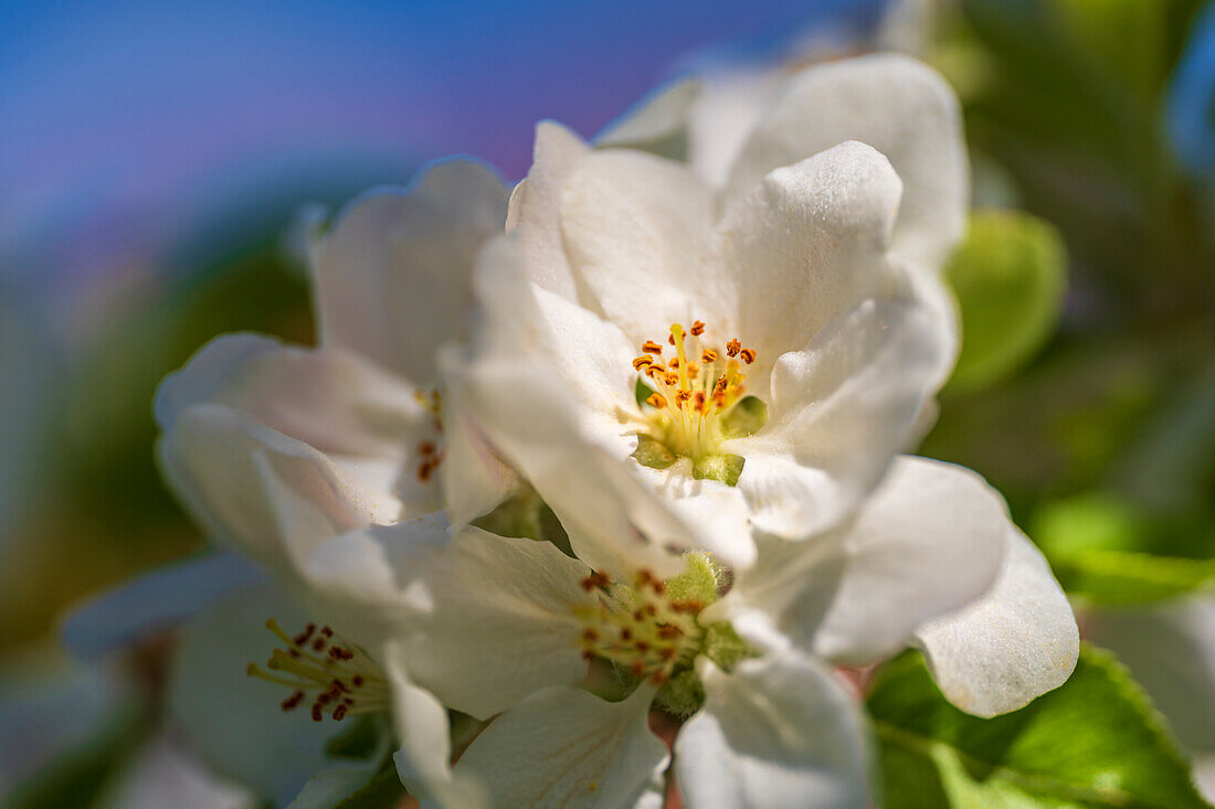  Apple blossoms in spring light, Bavaria, Germany, Europe 