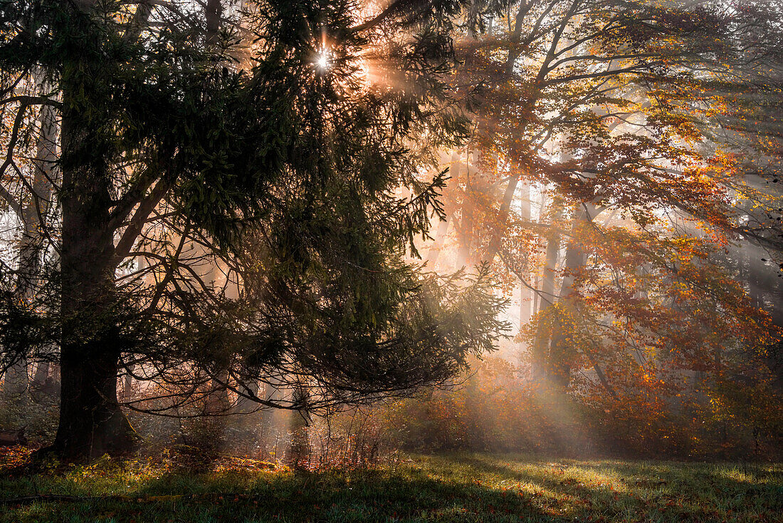  Autumn morning in a forest near Andechs, Bavaria, Germany 