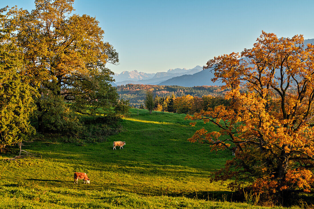  View from the Aidlinger Höhe towards the Bavarian Alps on an evening in autumn, Aidling, Murnau, Bavaria, Germany, Europe 