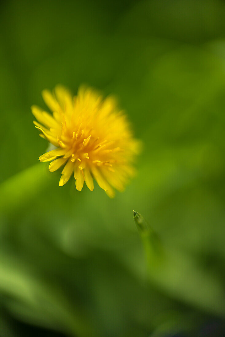  Dandelions in a spring meadow, Bavaria, Germany, Europe 