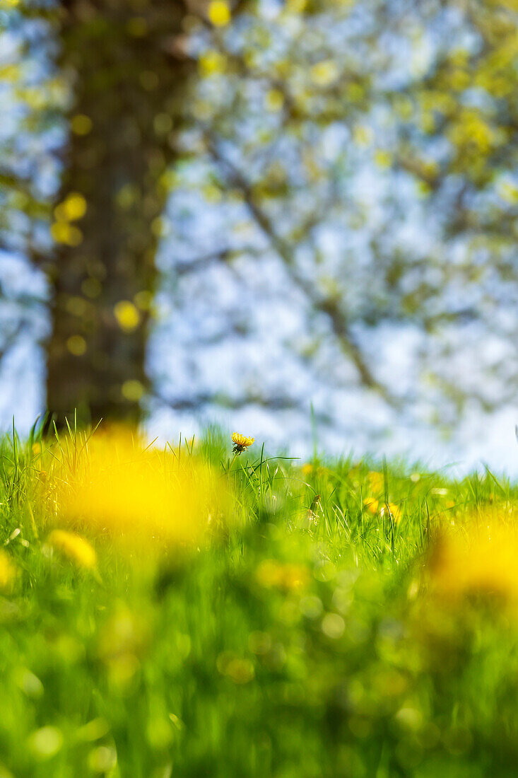 Löwenzahn in einer Frühlingswiese, Bayern, Deutschland, Europa