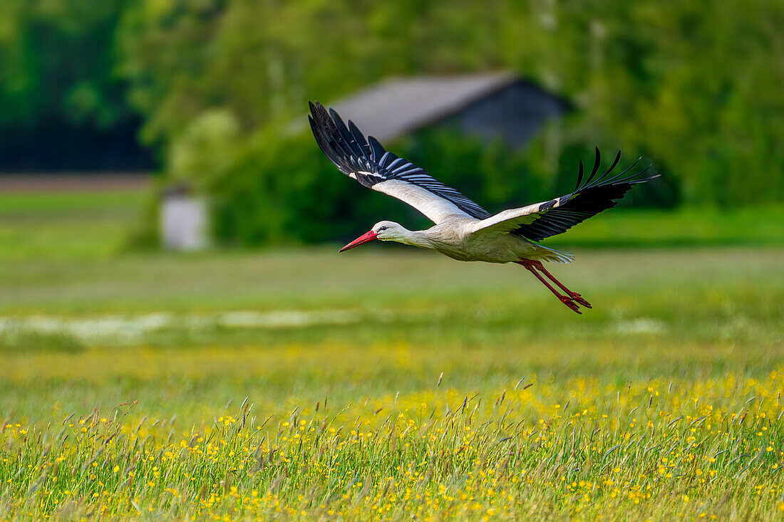  A flying stork in the Weilheimer Moos, Upper Bavaria, Bavaria, Germany 