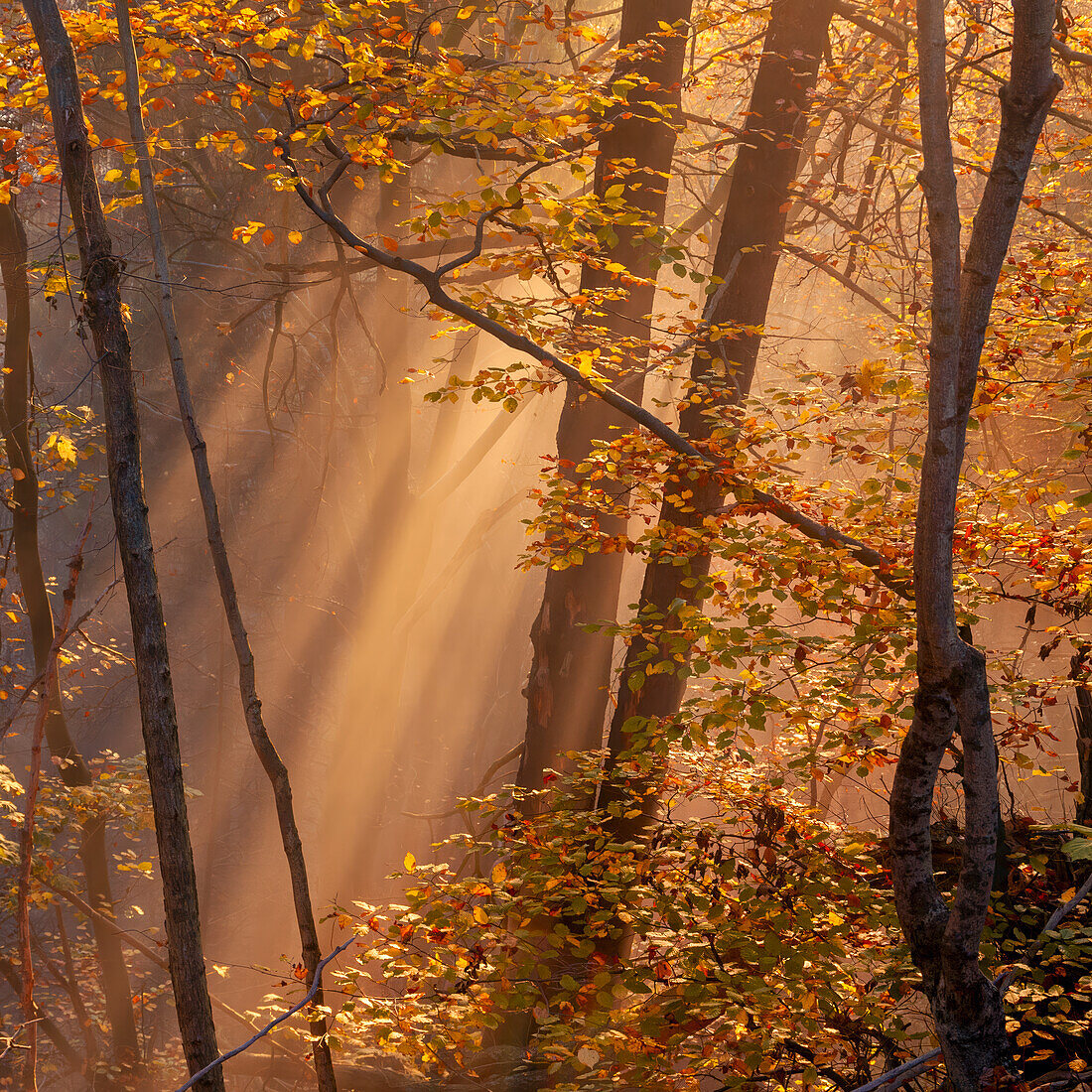 Nebelmorgen im Herbstwald, Bayern, Deutschland