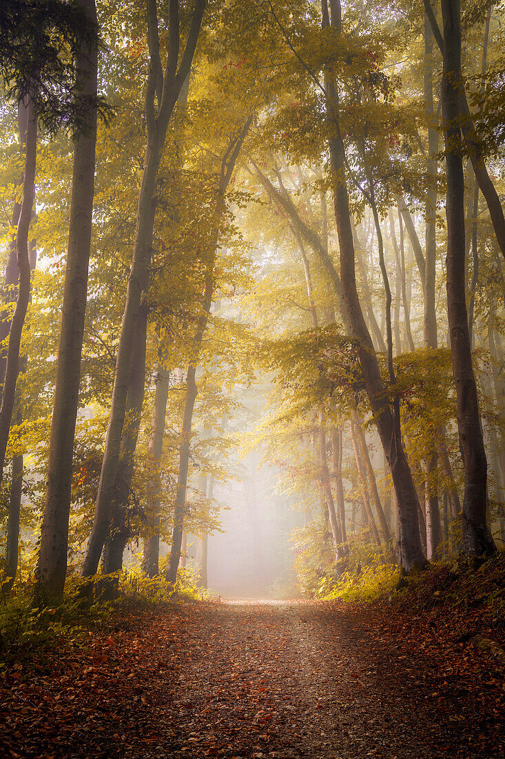  Morning mist in an autumnal beech forest near Andechs Monastery, Bavaria, Germany 