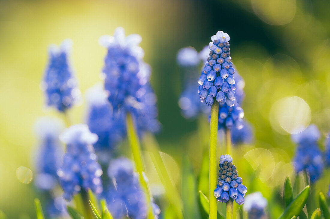 Traubenhyazinthen im Frühlingslicht, Bayern, Deutschland, Europa