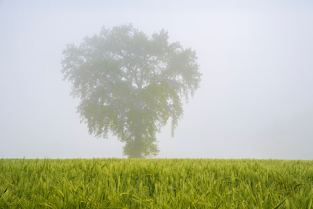   An oak tree in the middle of a grain field in spring on a misty morning, Bavaria, Germany      