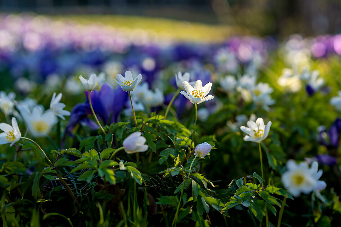  Wood anemone in a sunny spring meadow, Bavaria, Germany         