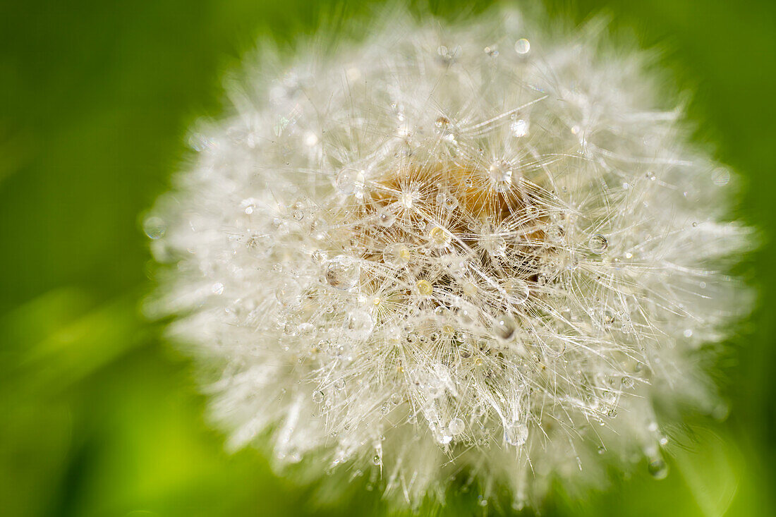 Pusteblume, taubedeckt, am frühen Morgen, Bayern, Deutschland