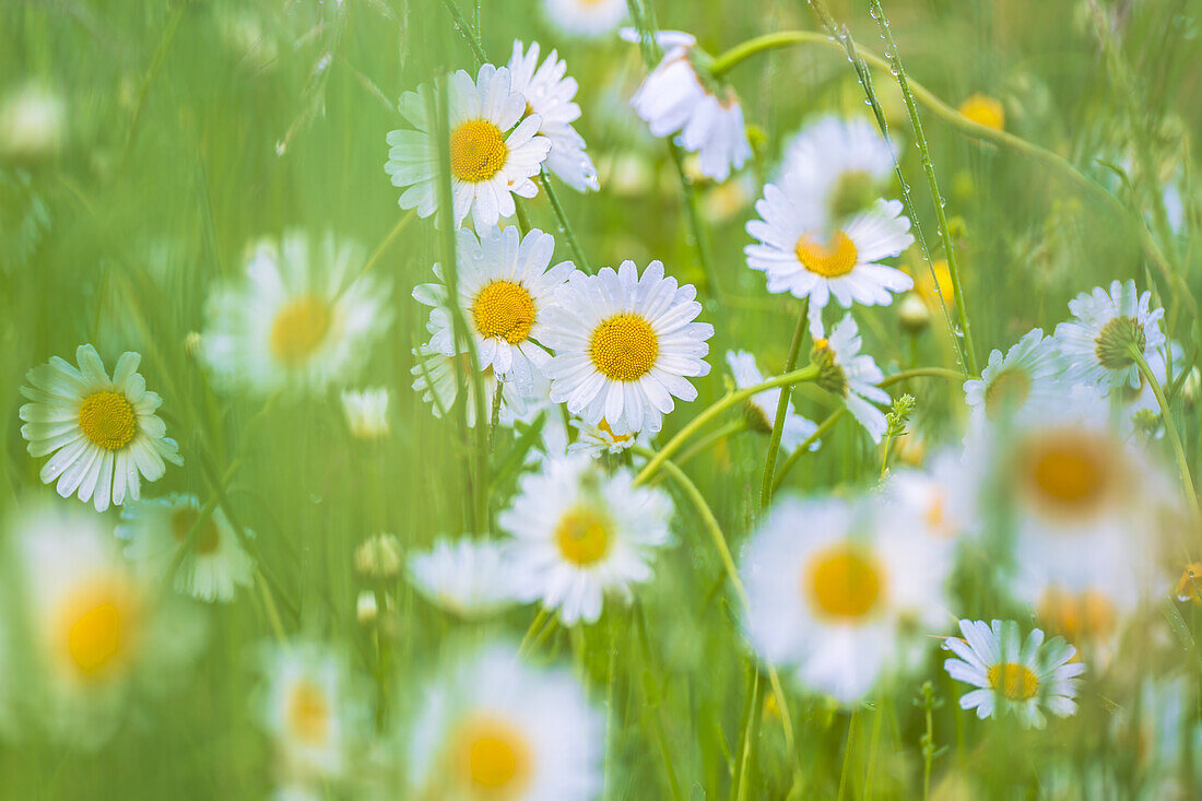  Daisies in a summer meadow, Bavaria, Germany, Europe 