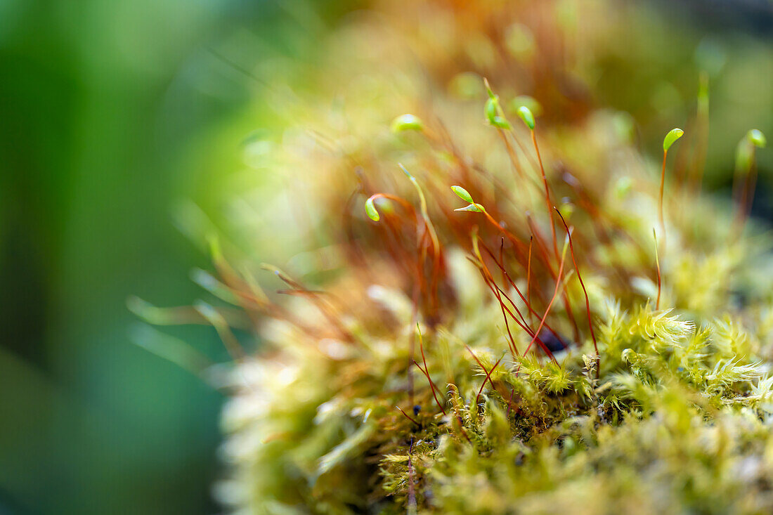  Pohlmoos in the forest in spring, Bavaria, Germany 