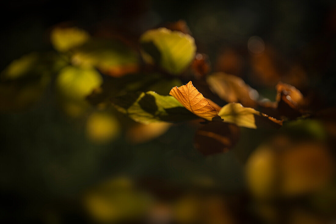  Autumnal beech leaves in the evening light, Bavaria, Germany 