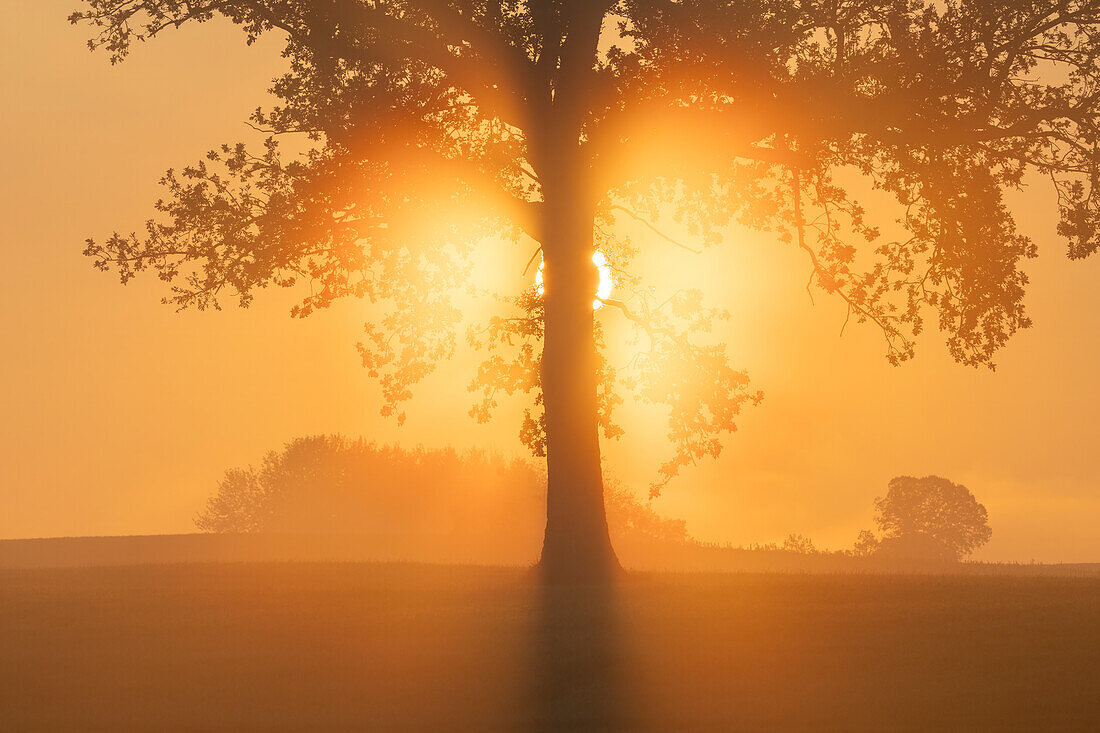  Foggy morning near Habach, Bavaria, Germany 