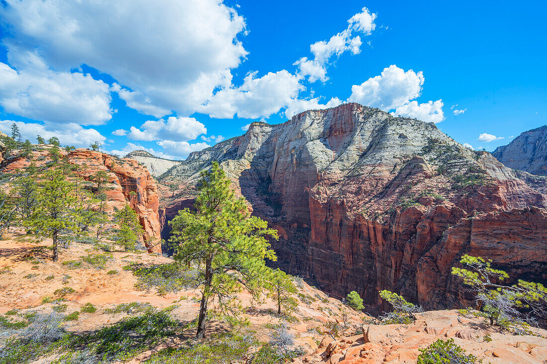 Blick vom West Rim Trail auf die Felsschlucht 'The Narrows', Zion Nationalpark, Utah, USA, Vereinigte Staaten