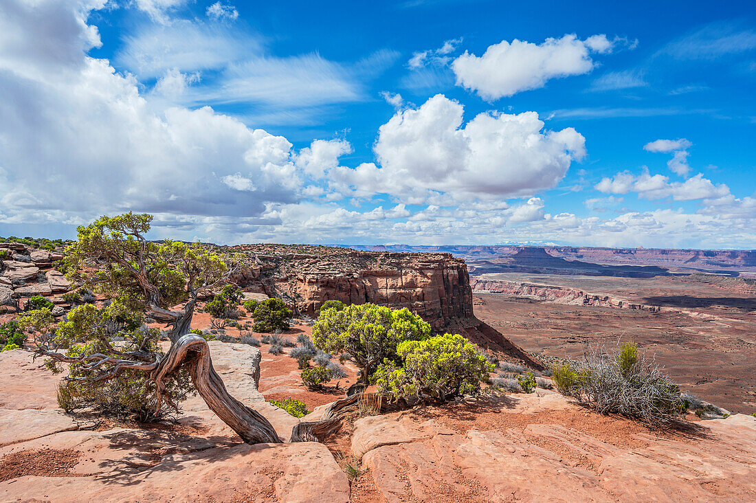 Blick vom Orange Cliffs Overlook, Canyonlands Nationalpark, Moab, Utah, USA, Vereinigte Staaten