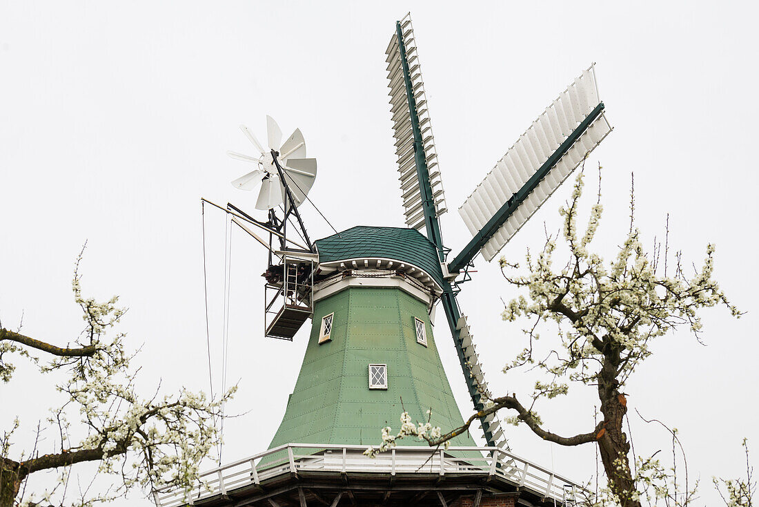  Historic windmill and flowering fruit trees, three-storey gallery-style windmill, Twielenfleth, Altes Land, Lower Saxony, Germany 