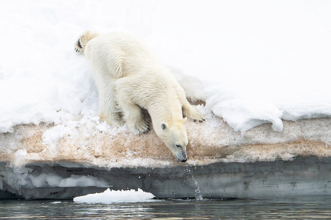  Polar bear (Ursus maritimus) with water drops on the snow edge of the North Polar Ocean, Lomfjorden, Spitsbergen, Svalbard, Norway, Arctic 