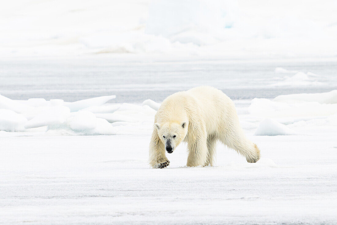 Eisbär (Ursus maritimus) auf Eis und Schnee im Lomfjorden, Spitzbergen, Svalbard, Norwegen, Arktis