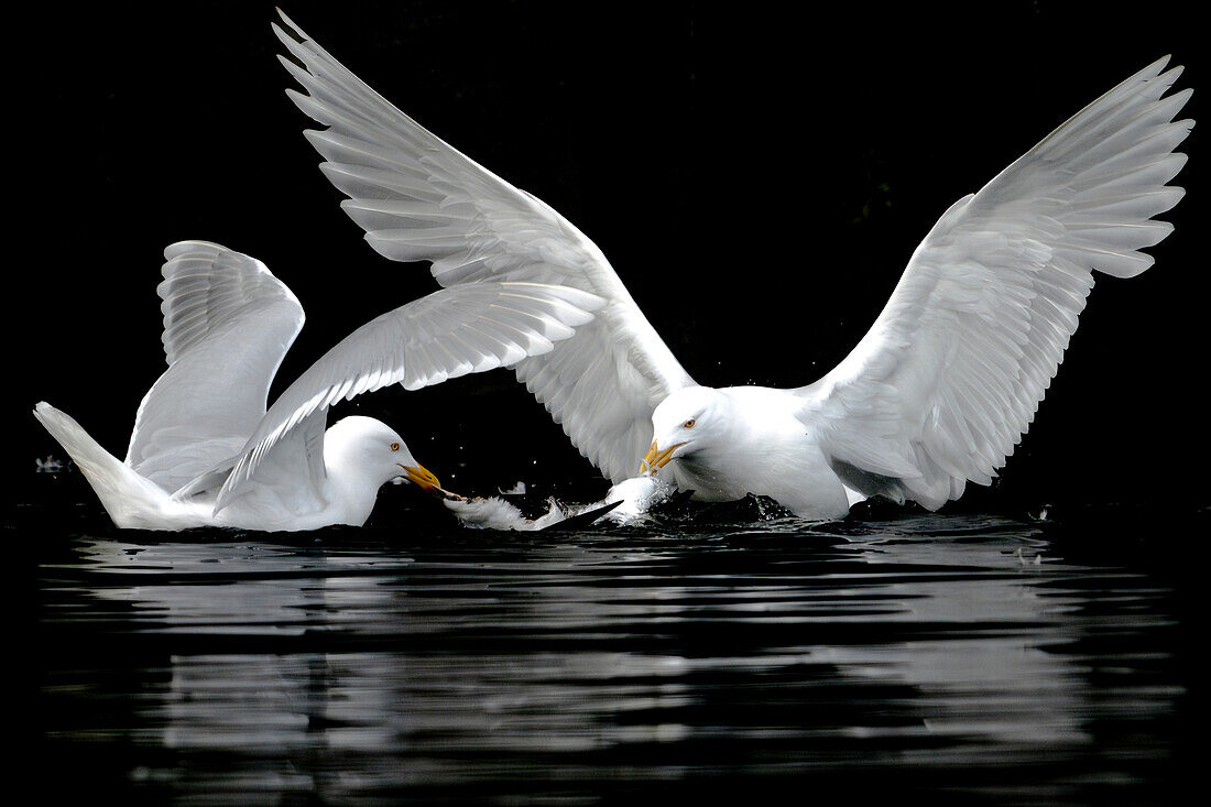  2 Glaucous Gulls (Larus hyperboreus) sharing the prey, Alkefjellet, Spitsbergen, Svalbard, Norway, Arctic 