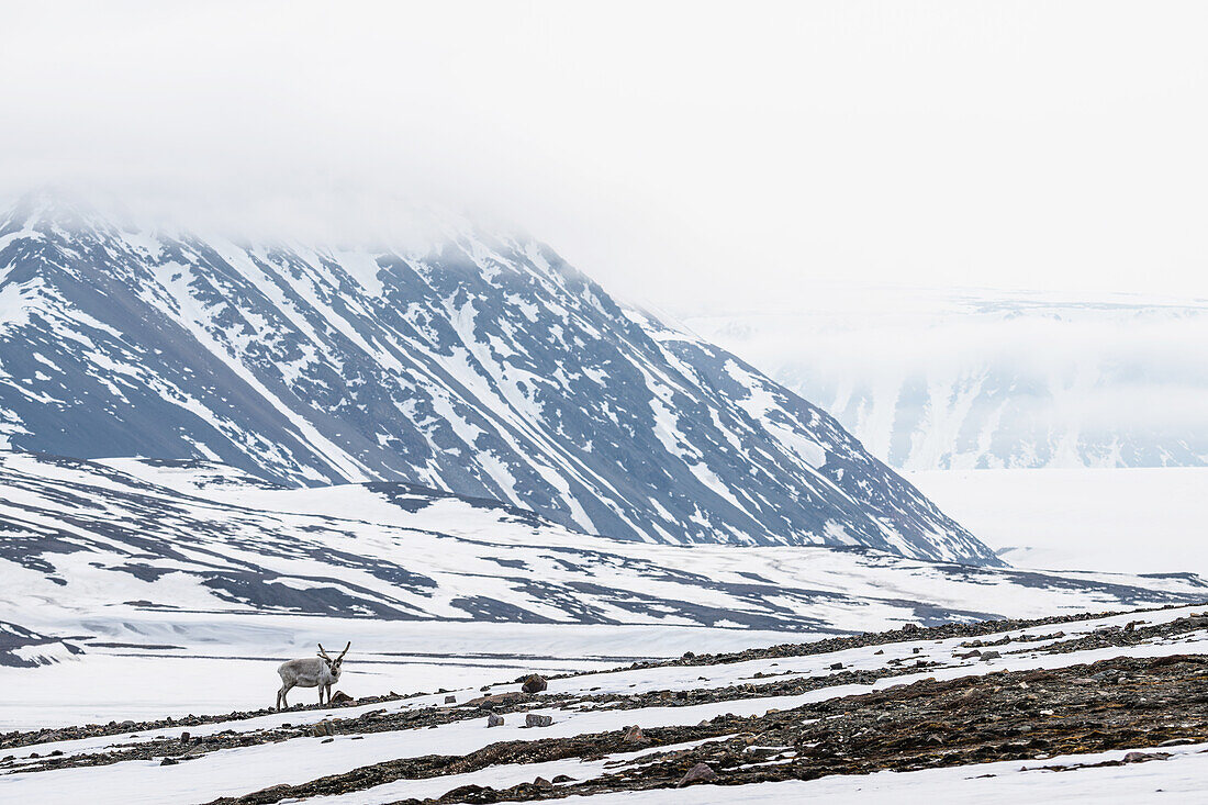  Reindeer in the Arctic landscape surrounded by snow-capped mountains, Spitsbergen, Svalbard, Norway, Arctic 