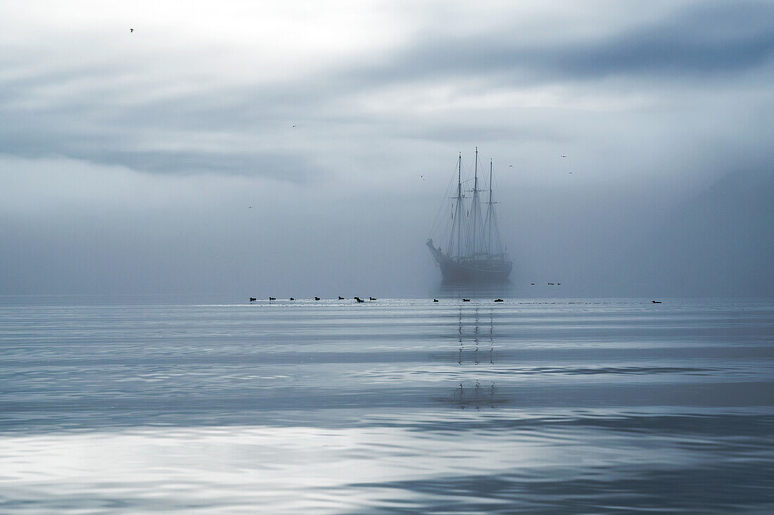 Die Rembrandt van Rijn ankert in der Nähe des Alkefjellet in der Hinlopenstraße, Nebelstimmung, Dickschnabellummen umgeben das Schiff Spitzbergen, Svalbard, Norwegen, Arktis