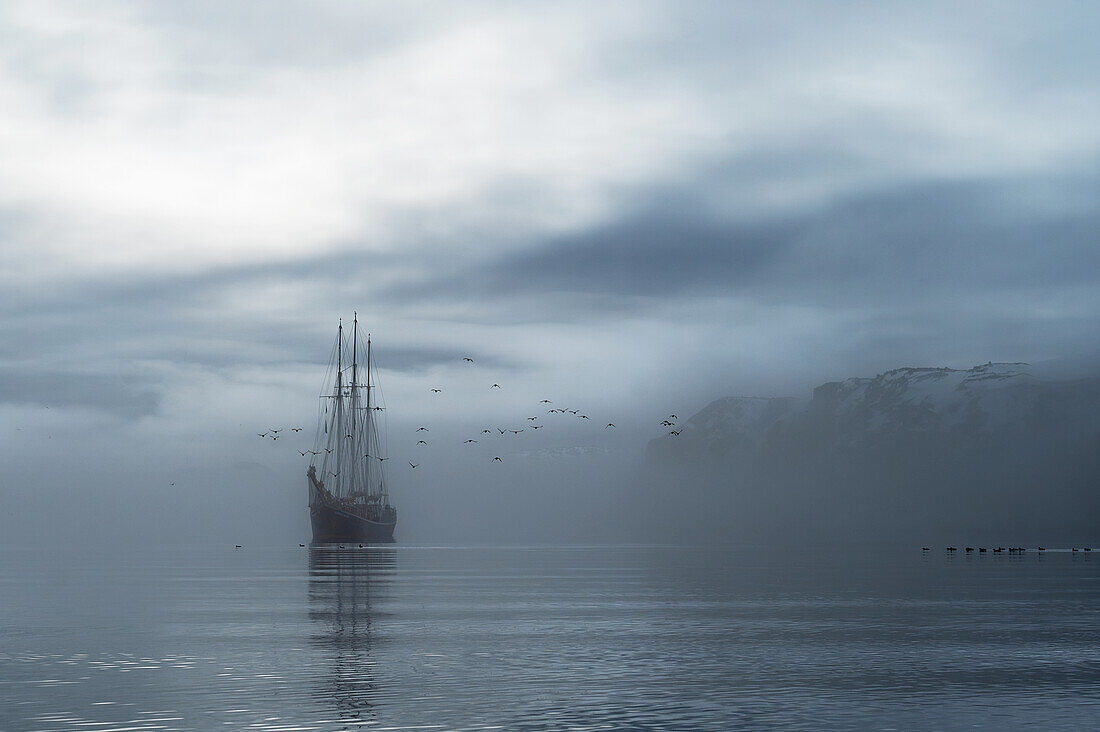 Die Rembrandt van Rijn ankert in der Nähe des Alkefjellet in der Hinlopenstraße, Nebelstimmung, Dickschnabellummen umgeben das Schiff Spitzbergen, Svalbard, Norwegen, Arktis