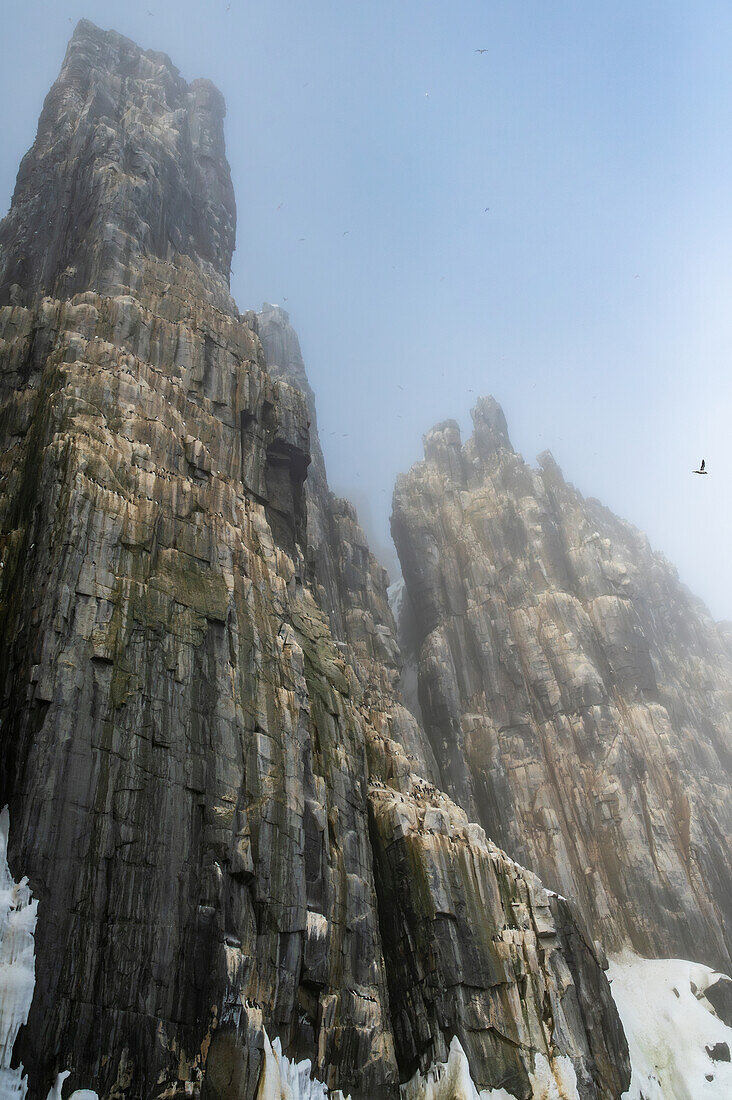  Alkefjellet bird cliff, guillemot cliff in the Hinlopen Strait, main attraction are thick-billed guillemots, Spitsbergen, Svalbard, Norway, Arctic 