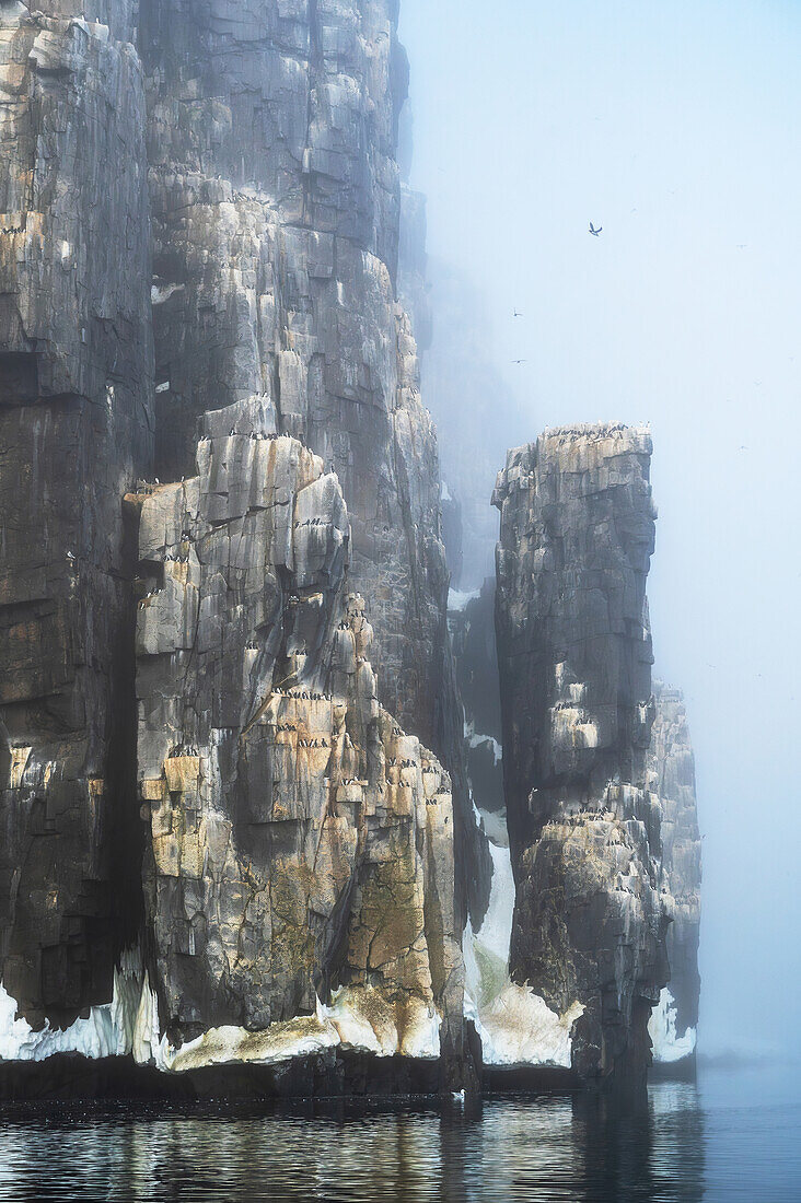  Alkefjellet bird cliff, guillemot cliff in the Hinlopen Strait, main attraction are thick-billed guillemots, Spitsbergen, Svalbard, Norway, Arctic 