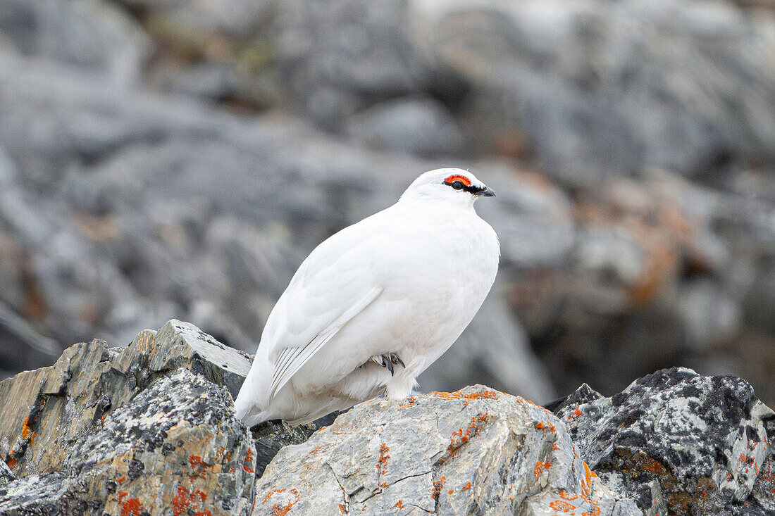  Rock Ptarmigan (Lagopus muta hyperborea), male, , Spitsbergen, Svalbard, Norway, Arctic 