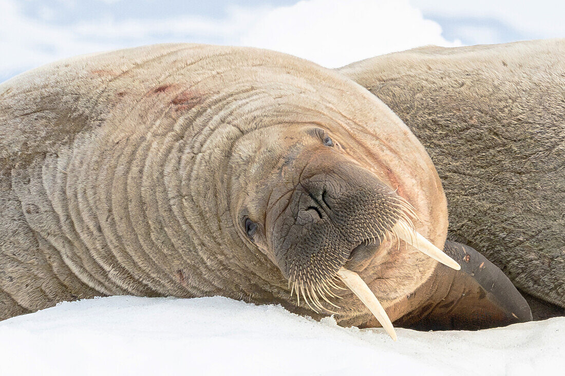  Portrait of a walrus (Odubenus rosmarus) on an ice floe, Spitsbergen, Svalbard, Norway, Arctic 